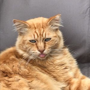 Meet your Posher, Linda